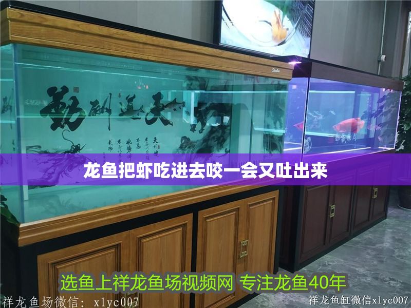 龍魚把蝦吃進去咬一會又吐出來