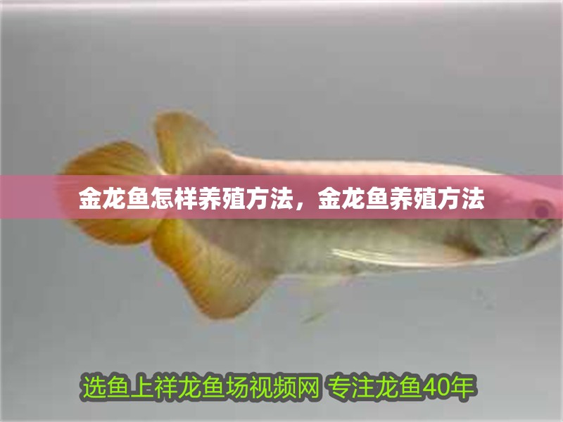 金龍魚怎樣養殖方法，金龍魚養殖方法