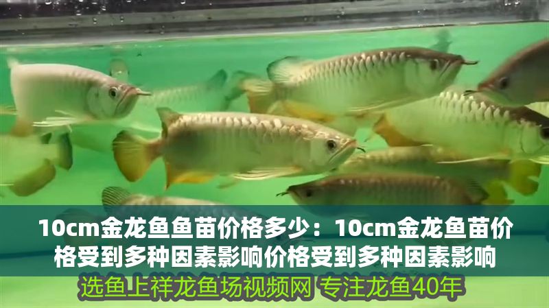 10cm金龍魚魚苗價格多少：10cm金龍魚苗價格受到多種因素影響價格受到多種因素影響