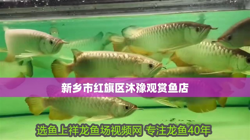 新鄉市紅旗區沐豫觀賞魚店