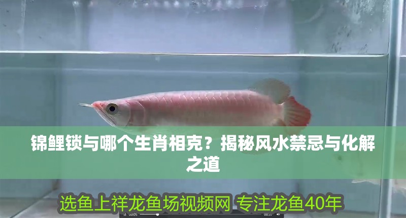 錦鯉鎖與哪個生肖相克？揭秘風水禁忌與化解之道 錦鯉鎖與哪個生肖相克？揭秘風水禁忌與化解之道 龍魚百科 第1張