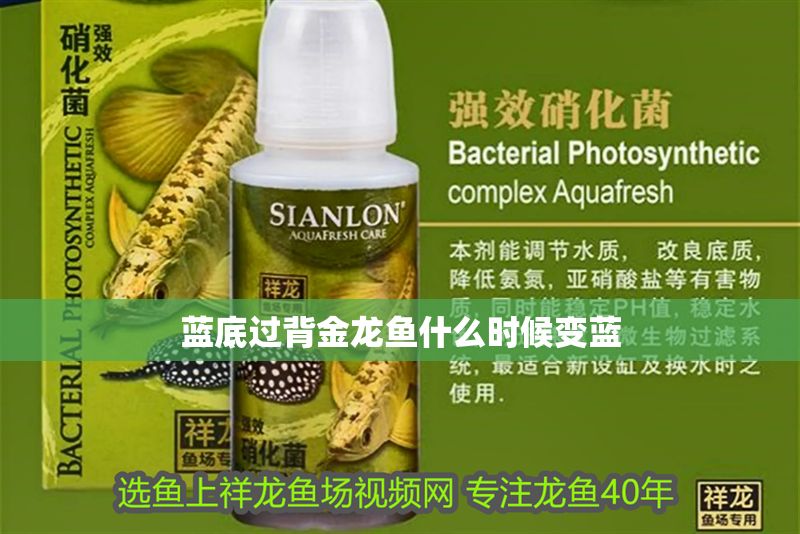 藍底過背金龍魚什么時候變藍