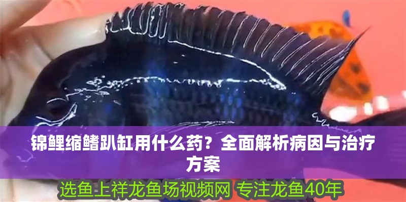 錦鯉縮鰭趴缸用什么藥？全面解析病因與治療方案