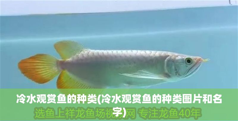 冷水觀賞魚的種類(冷水觀賞魚的種類圖片和名字)