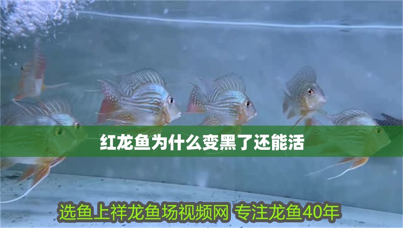 紅龍魚為什么變黑了還能活