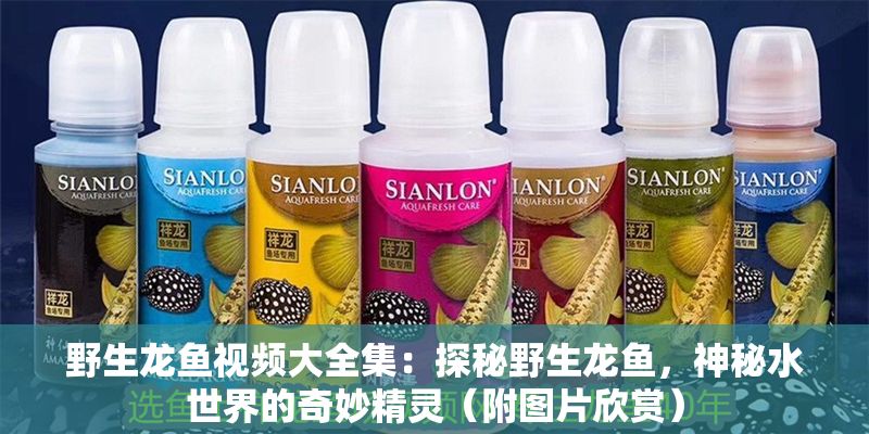 野生龍魚視頻大全集：探秘野生龍魚，神秘水世界的奇妙精靈（附圖片欣賞）