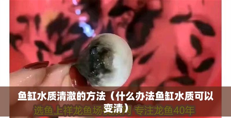 魚缸水質清澈的方法(什么辦法魚缸水質可以變清) 龍魚百科 第1張 魚缸水質清澈的方法(什么辦法魚缸水質可以變清) 魚缸水質清澈的方法(什么辦法魚缸水質可以變清) 龍魚百科 第1張