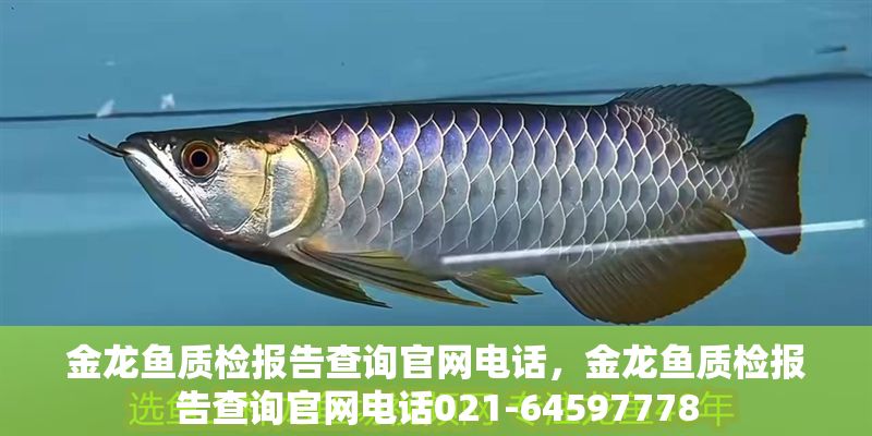 金龍魚質檢報告查詢官網電話，金龍魚質檢報告查詢官網電話021-64597778