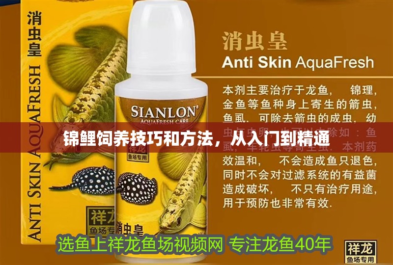 錦鯉飼養技巧和方法，從入門到精通