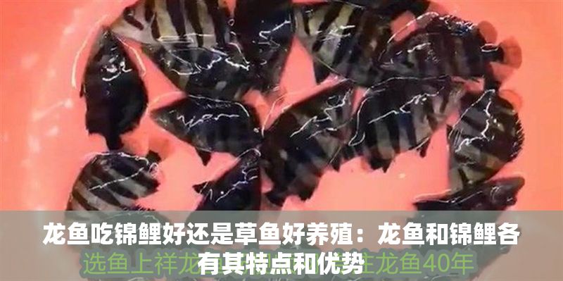 龍魚吃錦鯉好還是草魚好養殖：龍魚和錦鯉各有其特點和優勢