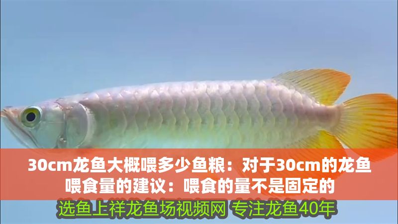 30cm龍魚大概喂多少魚糧：對于30cm的龍魚喂食量的建議：喂食的量不是固定的