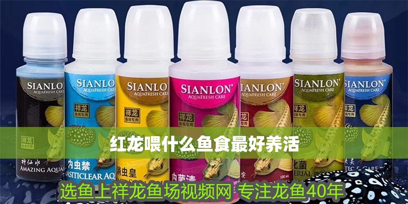 紅龍喂什么魚食最好養活