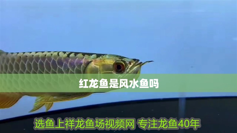 紅龍魚是風水魚嗎