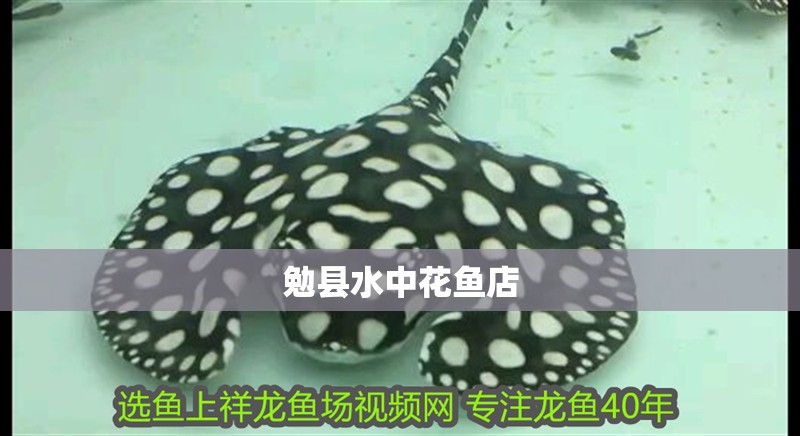 勉縣水中花魚店