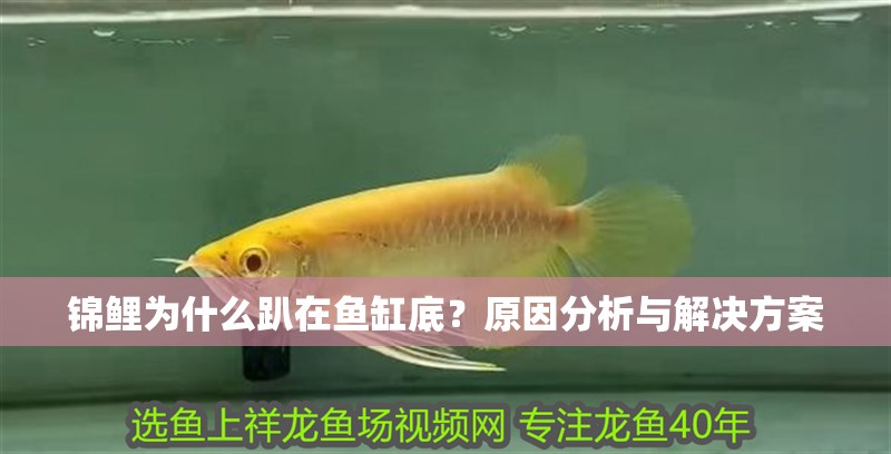 錦鯉為什么趴在魚缸底？原因分析與解決方案