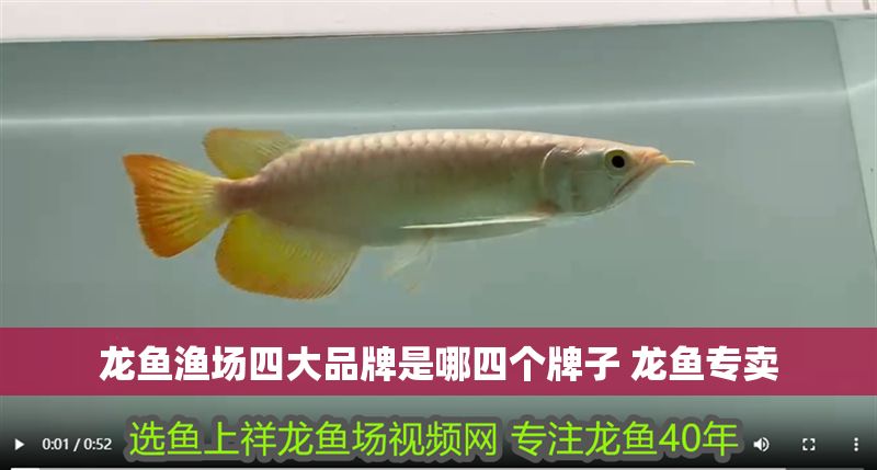 龍魚漁場四大品牌是哪四個牌子 龍魚專賣