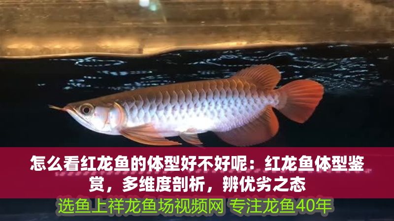 怎么看紅龍魚的體型好不好呢：紅龍魚體型鑒賞，多維度剖析，辨優(yōu)劣之態(tài)