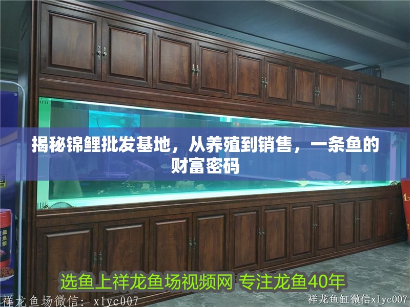 揭秘錦鯉批發(fā)基地，從養(yǎng)殖到銷售，一條魚的財(cái)富密碼 揭秘錦鯉批發(fā)基地，從養(yǎng)殖到銷售，一條魚的財(cái)富密碼 龍魚百科 第1張