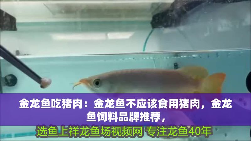 金龍魚吃豬肉：金龍魚不應該食用豬肉，金龍魚飼料品牌推薦，