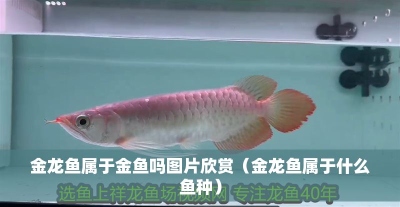 金龍魚屬于金魚嗎圖片欣賞（金龍魚屬于什么魚種）