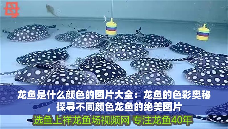 龍魚是什么顏色的圖片大全：龍魚的色彩奧秘，探尋不同顏色龍魚的絕美圖片