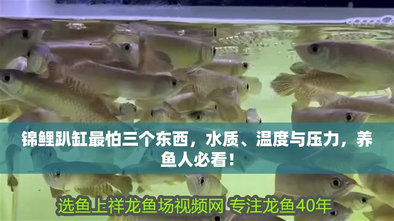 錦鯉趴缸最怕三個東西，水質(zhì)、溫度與壓力，養(yǎng)魚人必看！