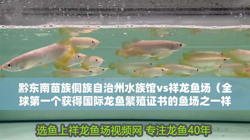 黔東南苗族侗族自治州水族館vs祥龍魚場(全球第一個獲得國際龍魚繁殖證書的魚場之一祥龍魚場) 全國水族館企業(yè)名錄 第1張 黔東南苗族侗族自治州水族館vs祥龍魚場(全球第一個獲得國際龍魚繁殖證書的魚場之一祥龍魚場) 黔東南苗族侗族自治州水族館vs祥龍魚場(全球第一個獲得國際龍魚繁殖證書的魚場之一祥龍魚場) 全國水族館企業(yè)名錄 第1張