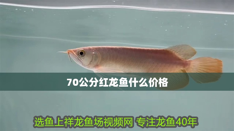 70公分紅龍魚什么價格 龍魚百科 第1張 70公分紅龍魚什么價格 70公分紅龍魚什么價格 龍魚百科 第1張