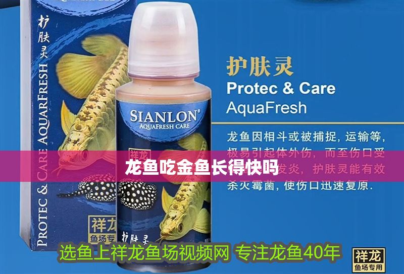 龍魚吃金魚長得快嗎 龍魚吃金魚長得快嗎 龍魚百科 第2張