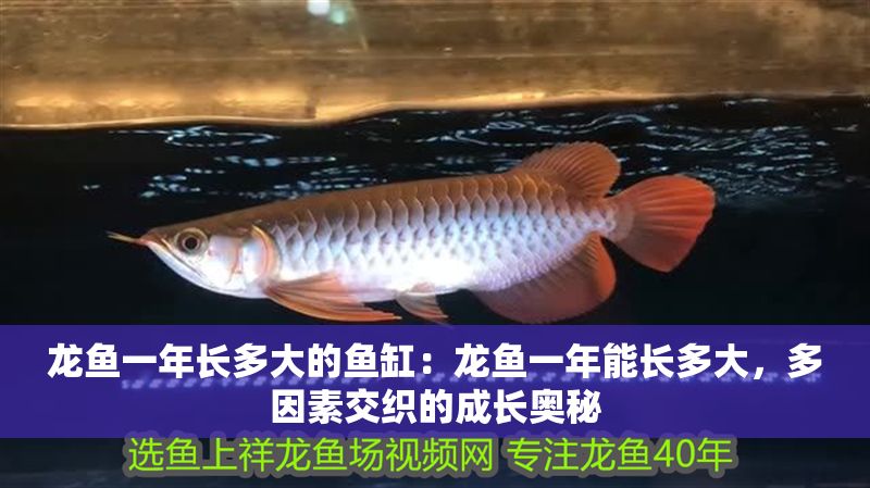 龍魚一年長多大的魚缸：龍魚一年能長多大，多因素交織的成長奧秘