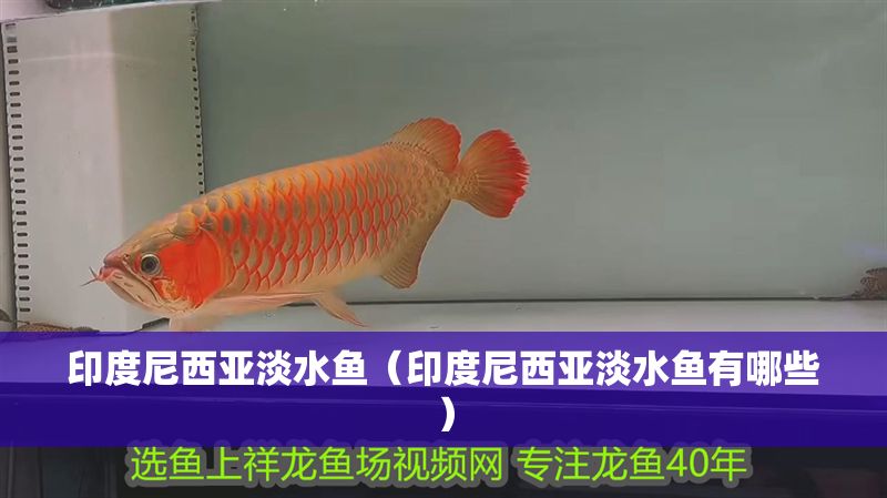 印度尼西亞淡水魚(yú)（印度尼西亞淡水魚(yú)有哪些）