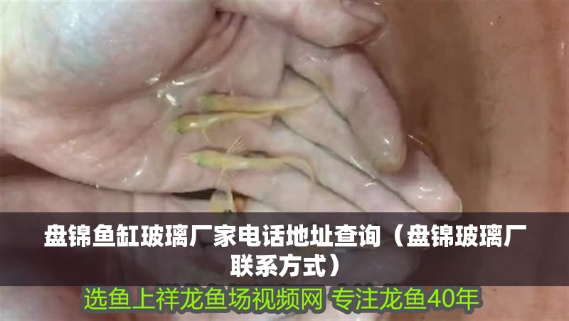 盤錦魚缸玻璃廠家電話地址查詢（盤錦玻璃廠聯(lián)系方式）