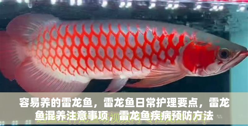 容易養的雷龍魚，雷龍魚日常護理要點，雷龍魚混養注意事項，雷龍魚疾病預防方法