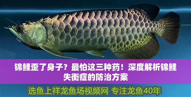 錦鯉歪了身子？最怕這三種藥！深度解析錦鯉失衡癥的防治方案