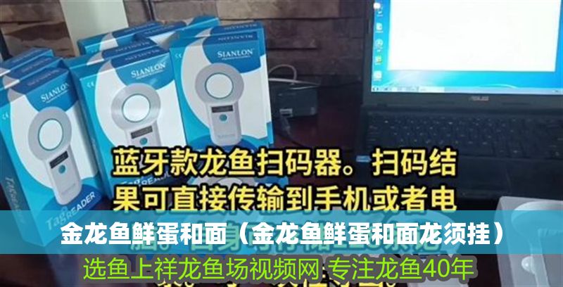 金龍魚鮮蛋和面（金龍魚鮮蛋和面龍須掛）