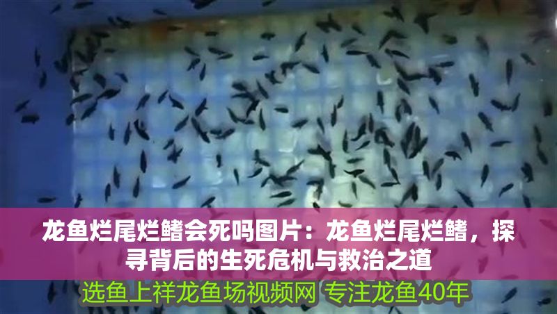龍魚爛尾爛鰭會死嗎圖片：龍魚爛尾爛鰭，探尋背后的生死危機與救治之道