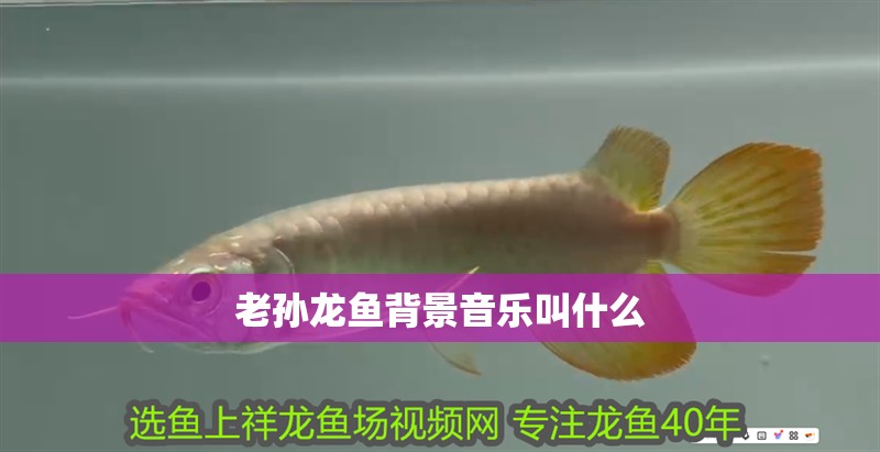 老孫龍魚背景音樂叫什么