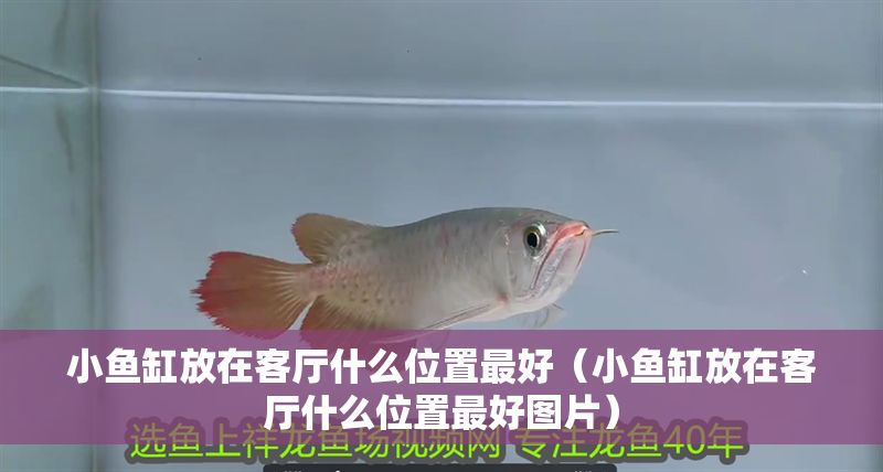 小魚缸放在客廳什么位置最好（小魚缸放在客廳什么位置最好圖片）