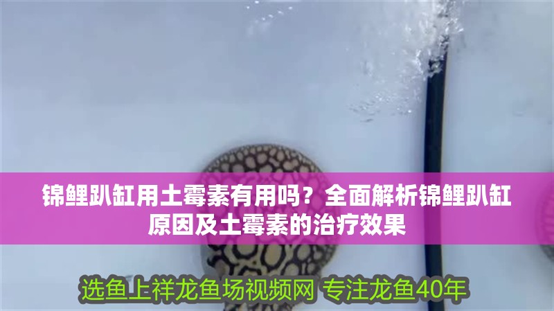 錦鯉趴缸用土霉素有用嗎？全面解析錦鯉趴缸原因及土霉素的治療效果