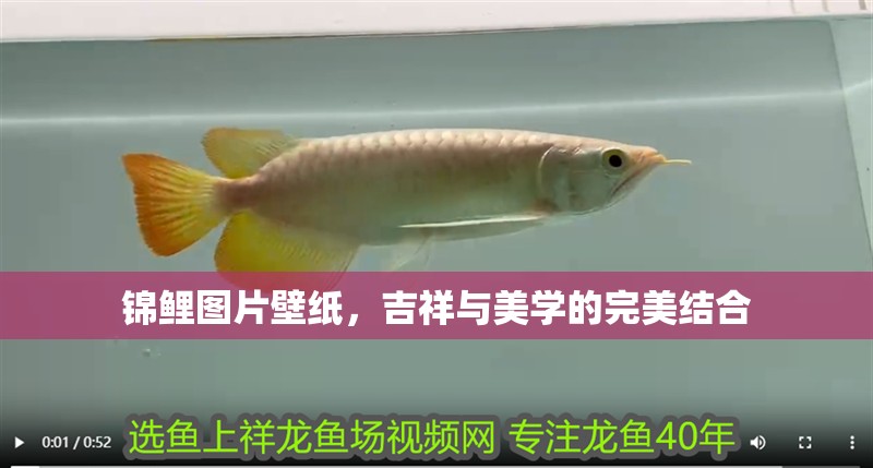 錦鯉圖片壁紙，吉祥與美學的完美結合