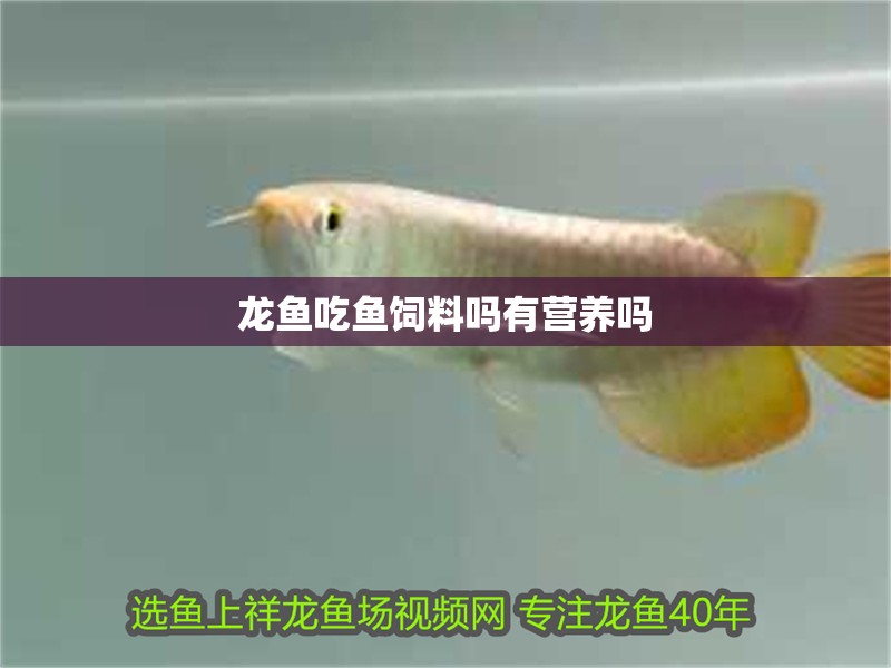 龍魚吃魚飼料嗎有營養嗎 龍魚吃魚飼料嗎有營養嗎 龍魚百科 第1張