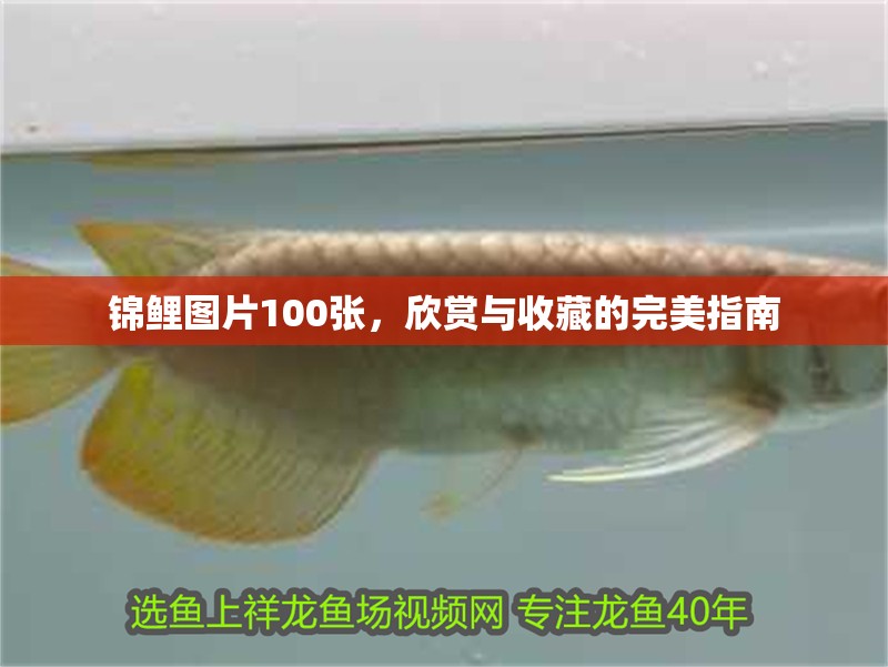 錦鯉圖片100張，欣賞與收藏的完美指南