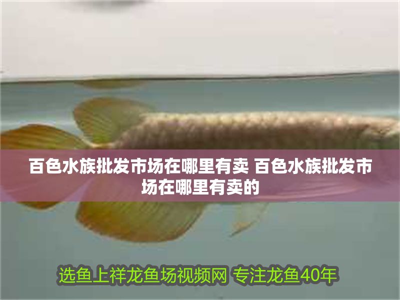 百色水族批發(fā)市場(chǎng)在哪里有賣(mài) 百色水族批發(fā)市場(chǎng)在哪里有賣(mài)的