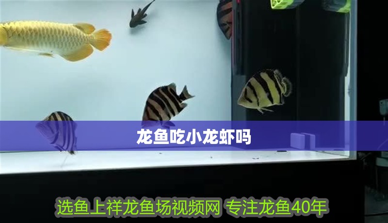 龍魚吃小龍蝦嗎