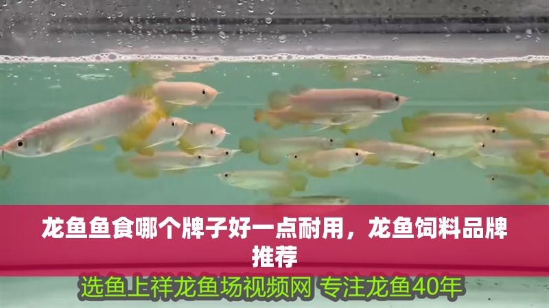 龍魚魚食哪個牌子好一點耐用，龍魚飼料品牌推薦