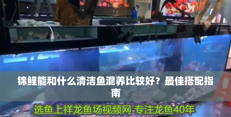 錦鯉能和什么清潔魚混養比較好？最佳搭配指南