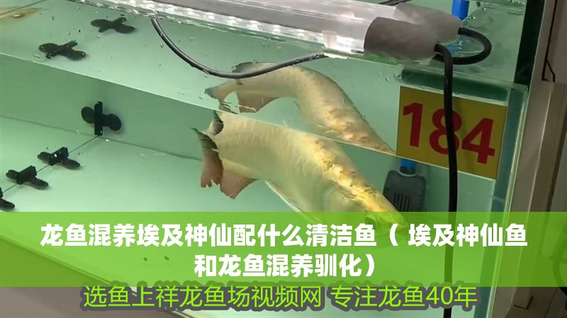 龍魚混養埃及神仙配什么清潔魚（ 埃及神仙魚和龍魚混養馴化）