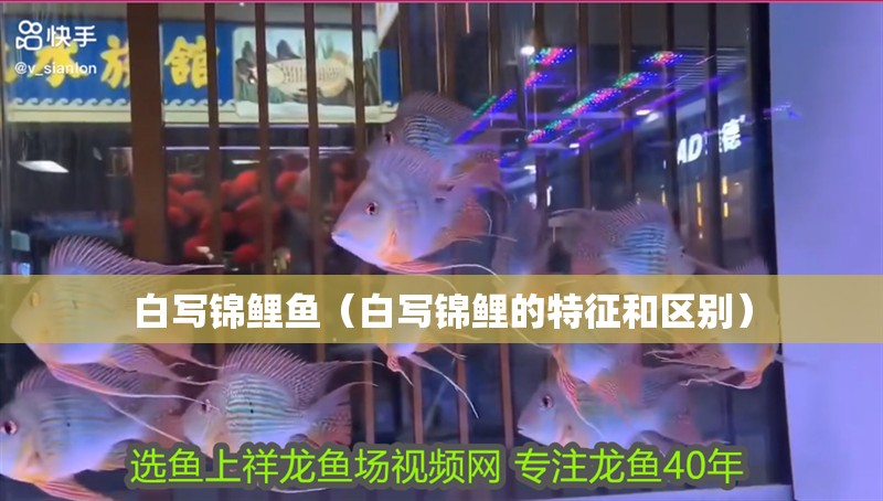 白寫錦鯉魚(白寫錦鯉的特征和區別) 全國水族館企業名錄 第1張 白寫錦鯉魚(白寫錦鯉的特征和區別) 白寫錦鯉魚(白寫錦鯉的特征和區別) 全國水族館企業名錄 第1張