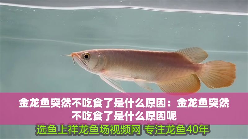 金龍魚突然不吃食了是什么原因：金龍魚突然不吃食了是什么原因呢 金龍魚突然不吃食了是什么原因：金龍魚突然不吃食了是什么原因呢 龍魚百科 第1張