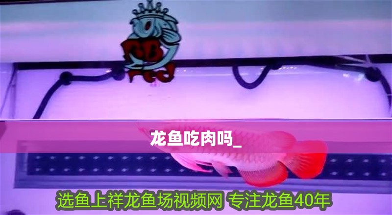 龍魚吃肉嗎_ 龍魚吃肉嗎_ 龍魚百科 第1張